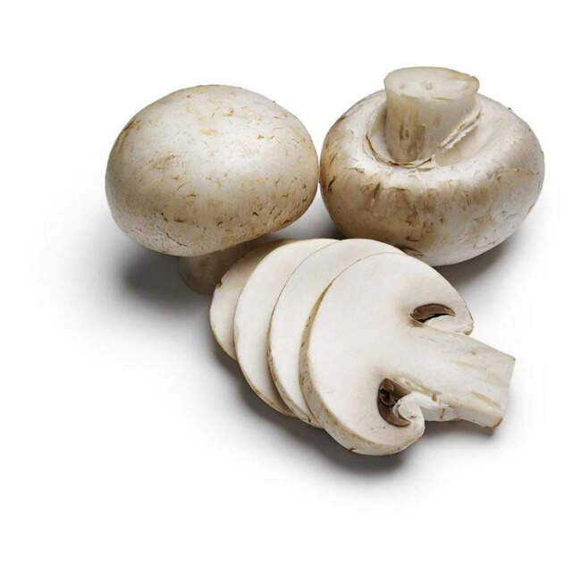 Kültür Mantarı