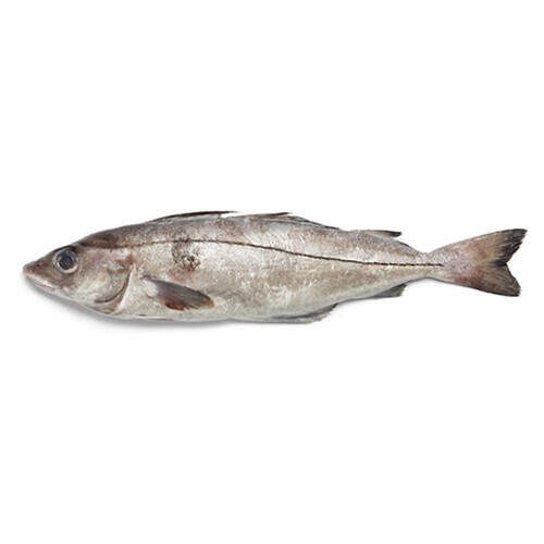 Mezgit Kg
