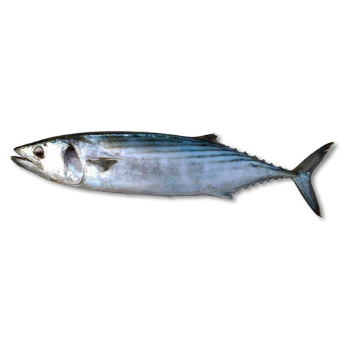 Palamut Tane