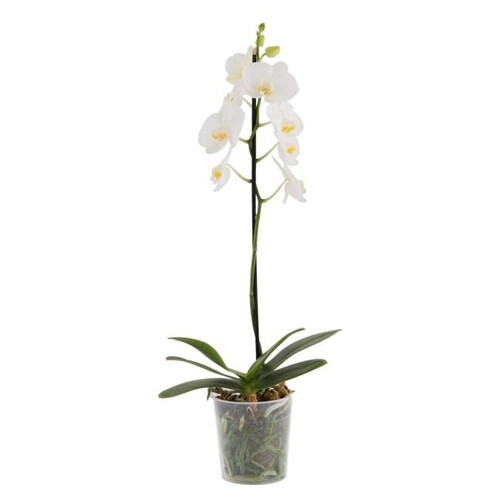 Çiçek Orkide 60-70cm